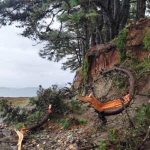 Evacuation des arbres de la grève de Run ar C&rsquo;hrank