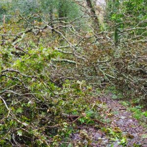 Bûcheronnage sur l&rsquo;accès au Sillon des Anglais