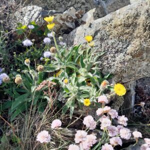 Suivi de la flore patrimoniale