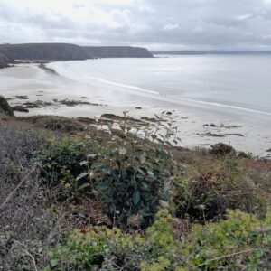 Arrachage d&rsquo;espèces exotiques envahissantes sur le site du Veryac&rsquo;h