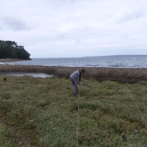 Suivi du Limonium humile sur le site du Loc&rsquo;h