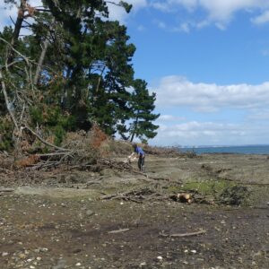 Dégagement de houpiers à Enez Louarn