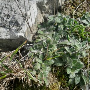 Une nouvelle station pour la Piloselle de Lepèletier dans la Réserve naturelle