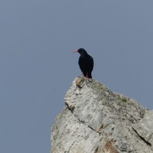 Suivi de reproduction 2026 du Crave à bec rouge en presqu’île de Crozon