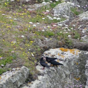 Comptage concerté des Craves à bec rouge en presqu&rsquo;île de Crozon