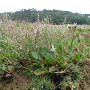 Suivi du Limonium humile sur les sites du Loc&rsquo;h et de Saint-Fiacre