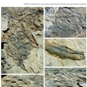 Publication scientifique sur d&rsquo;exceptionnelles traces fossiles à Beg ar Gwin (Telgruc-sur-Mer)